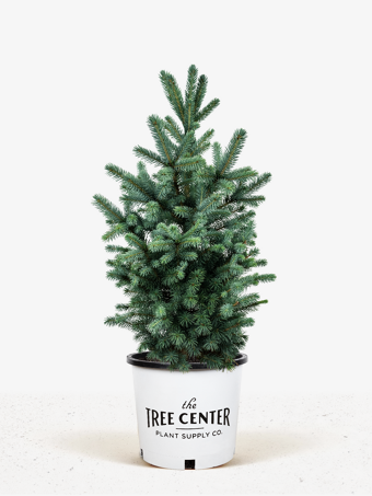 Colorado Blue Spruce