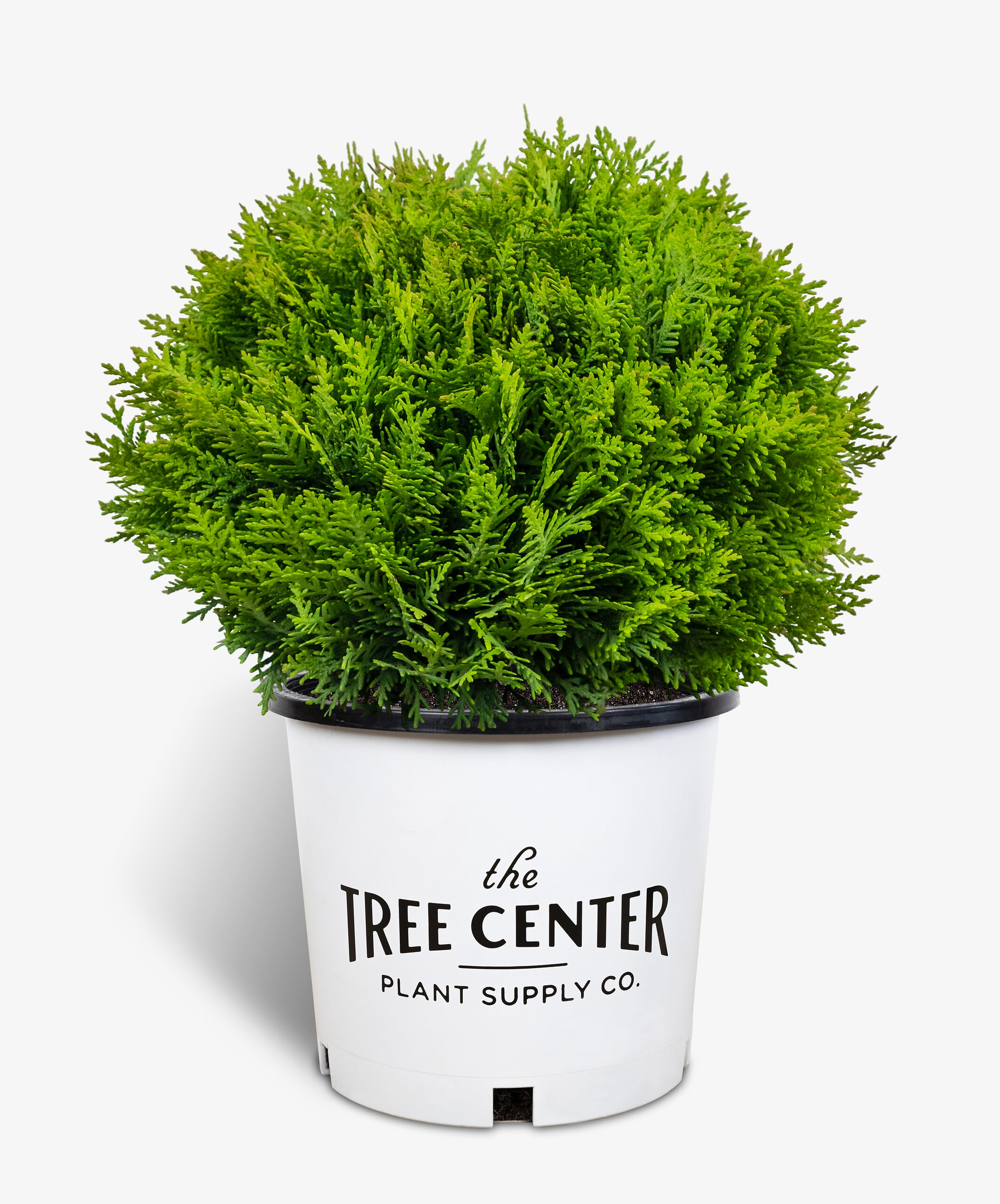 Danica Globe Thuja Arborvitae For Sale Online The Tree Center
