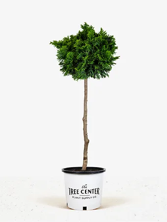 Dwarf Hinoki Cypress - Tree Form
