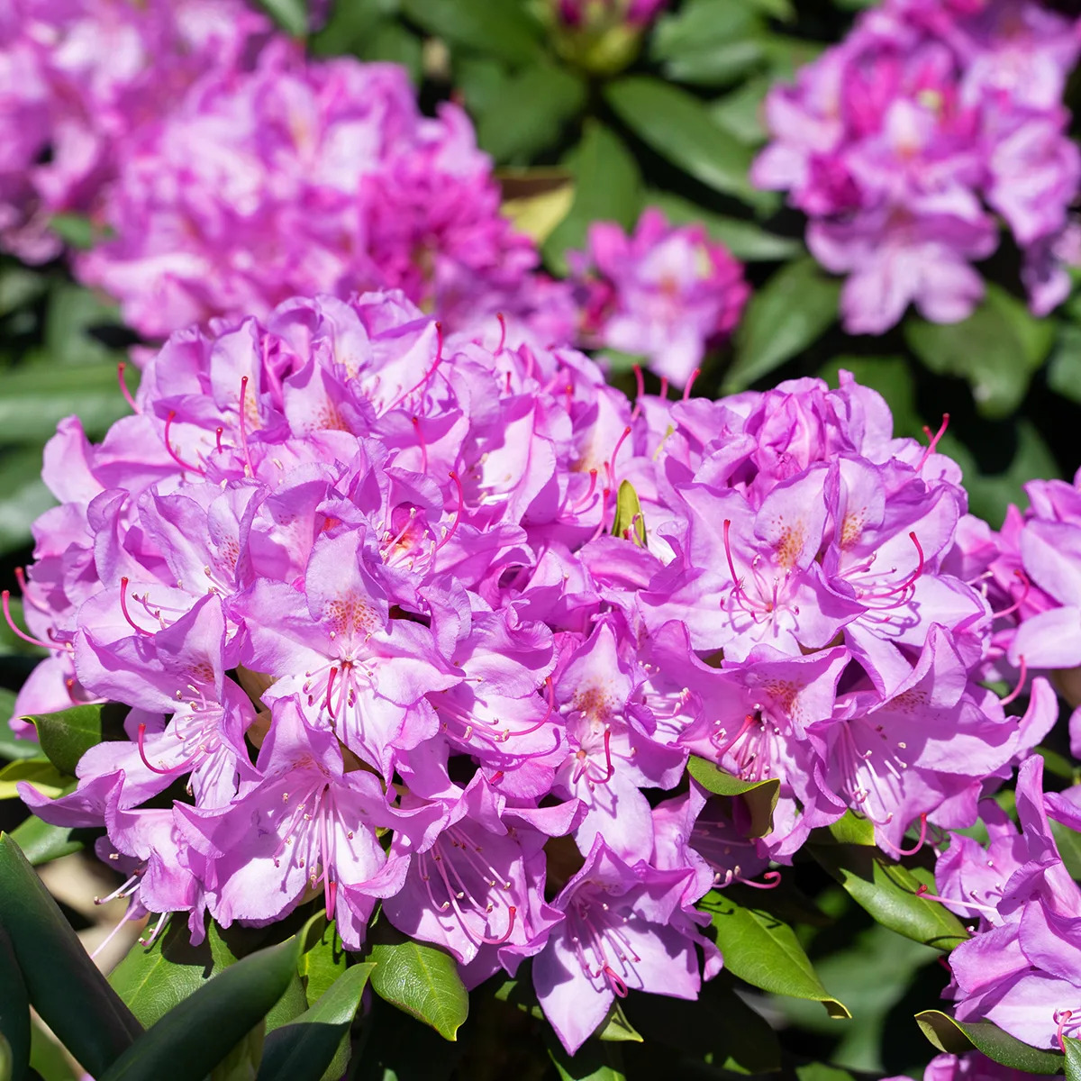 Pink Rhododendron 'English Roseum' For Sale | The Tree Center
