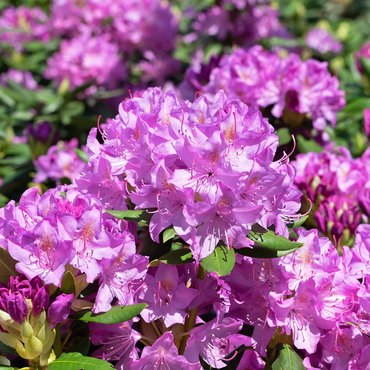 Pink Rhododendrum Pink Rhododendron 'English Roseum' For Sale | The Tree Center