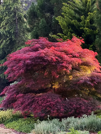 Garnet Japanese Maple