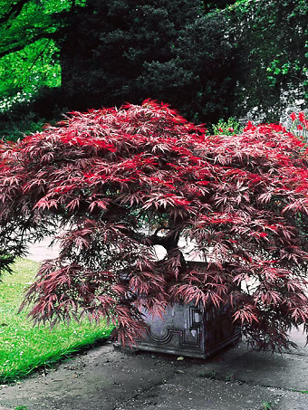 Garnet Japanese Maple