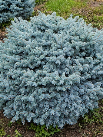 Globe Blue Spruce Shrub