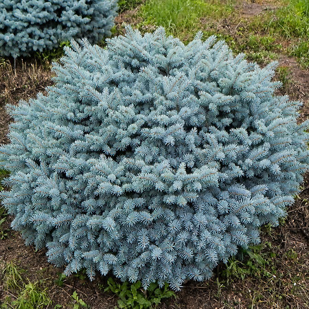 Compact Blue Spruce Dwarf Colorado Blue Spruce Trees For Sale | The Tree Center