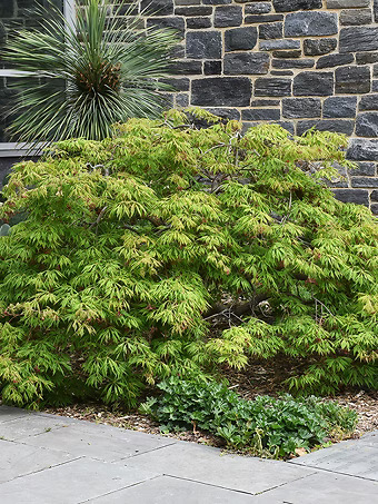 Green Cascade Japanese Maple