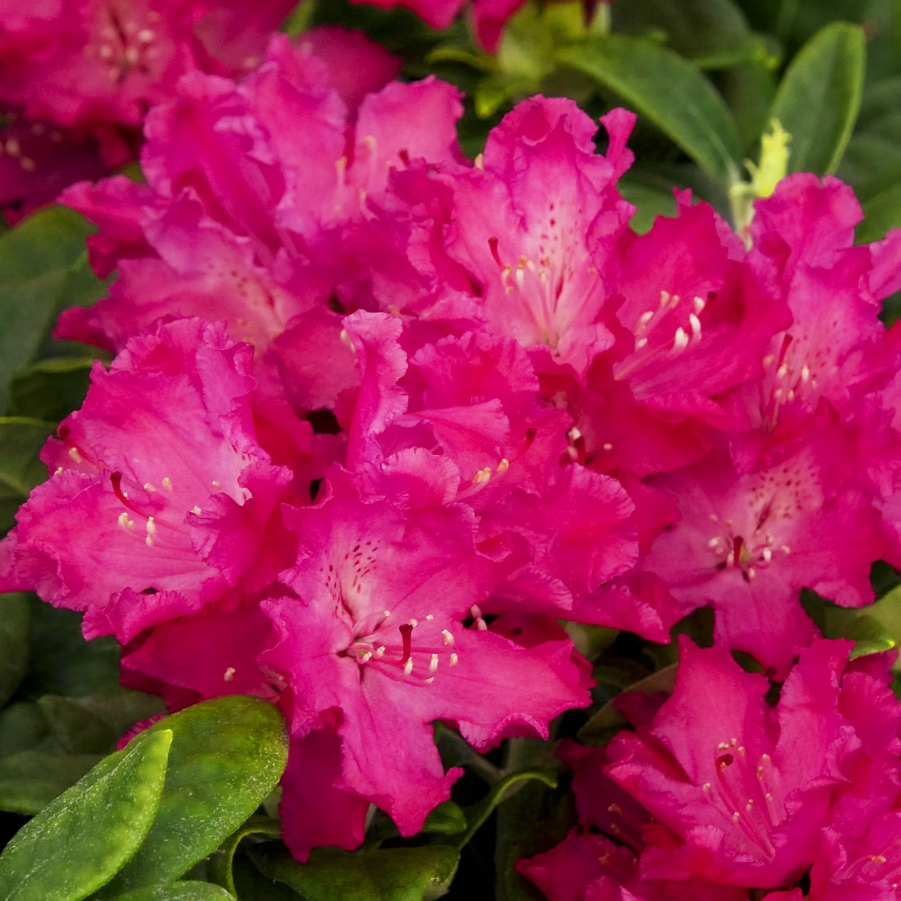 Hellikki Red Rhododendron For Sale Online | The Tree Center