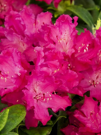 Hellikki Rhododendron