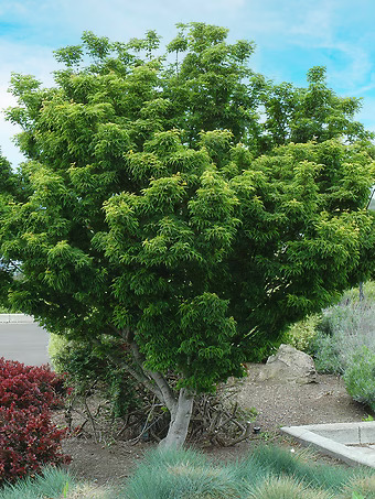 Lion's Head Japanese Maple