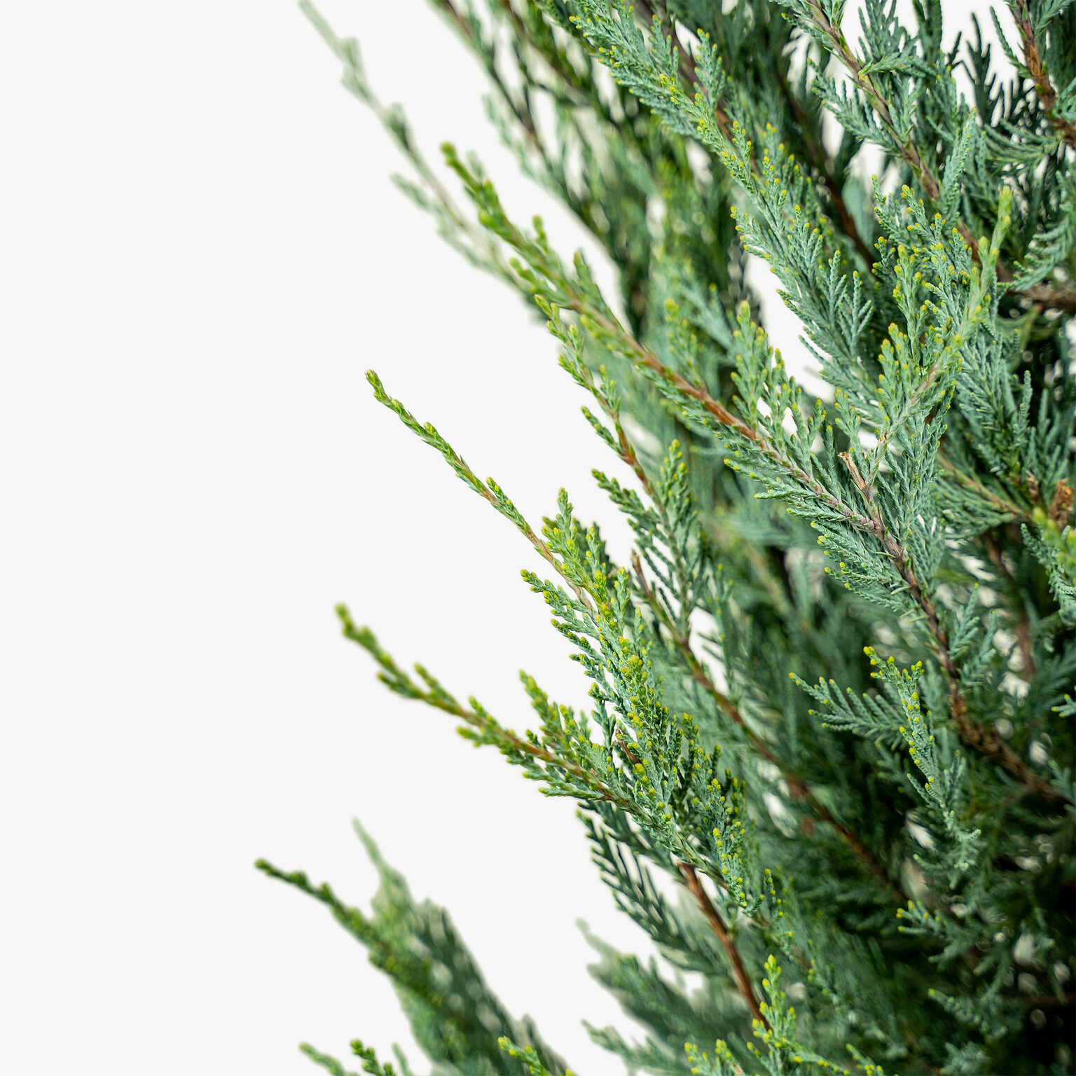 Moonglow Juniper For Sale Online The Tree Center