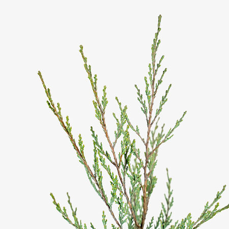 Moonglow Juniper For Sale Online | The Tree Center