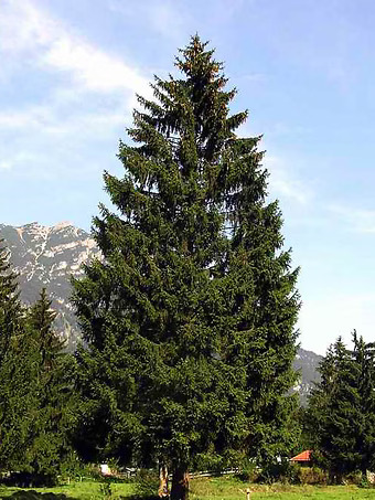 Norway Spruce