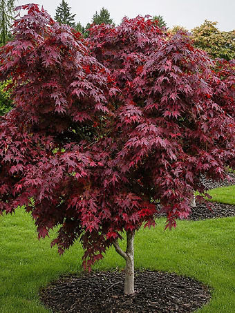 Purple Ghost Japanese Maple