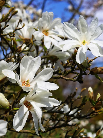 Royal Star Magnolia Tree