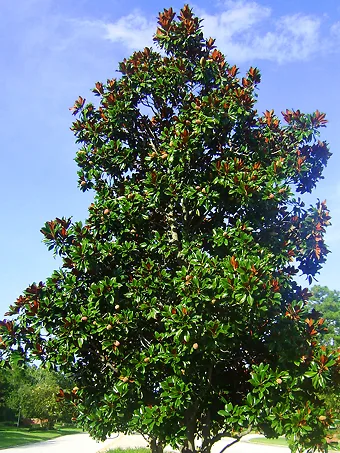 Southern Magnolia "DD Blanchard"