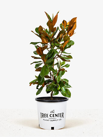 Southern Magnolia "DD Blanchard"