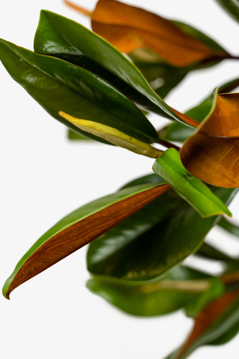 Southern Magnolia "Blanchard" For Sale Online | The Tree Center