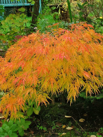 Waterfall Japanese Maple