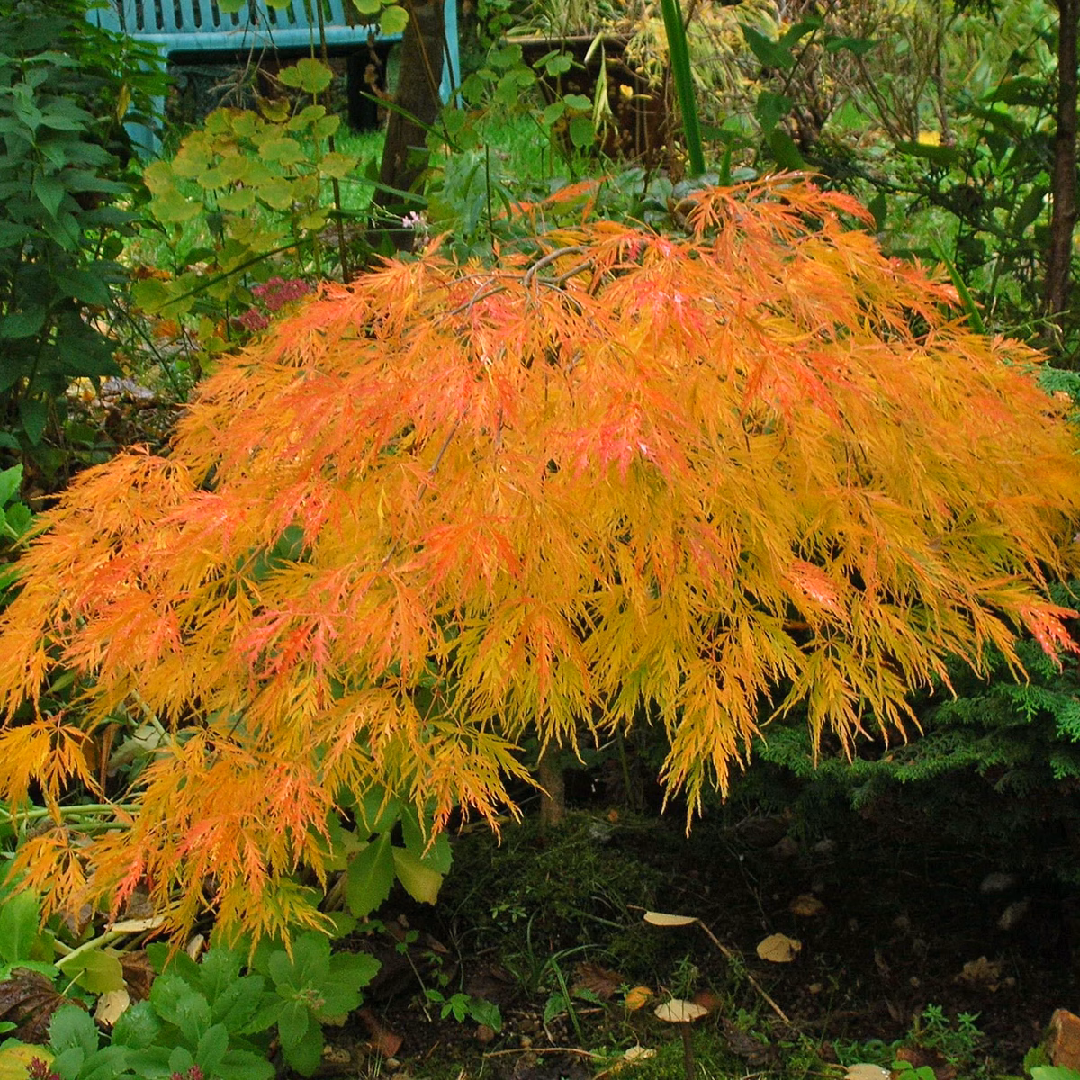 Waterfall Japanese Maple