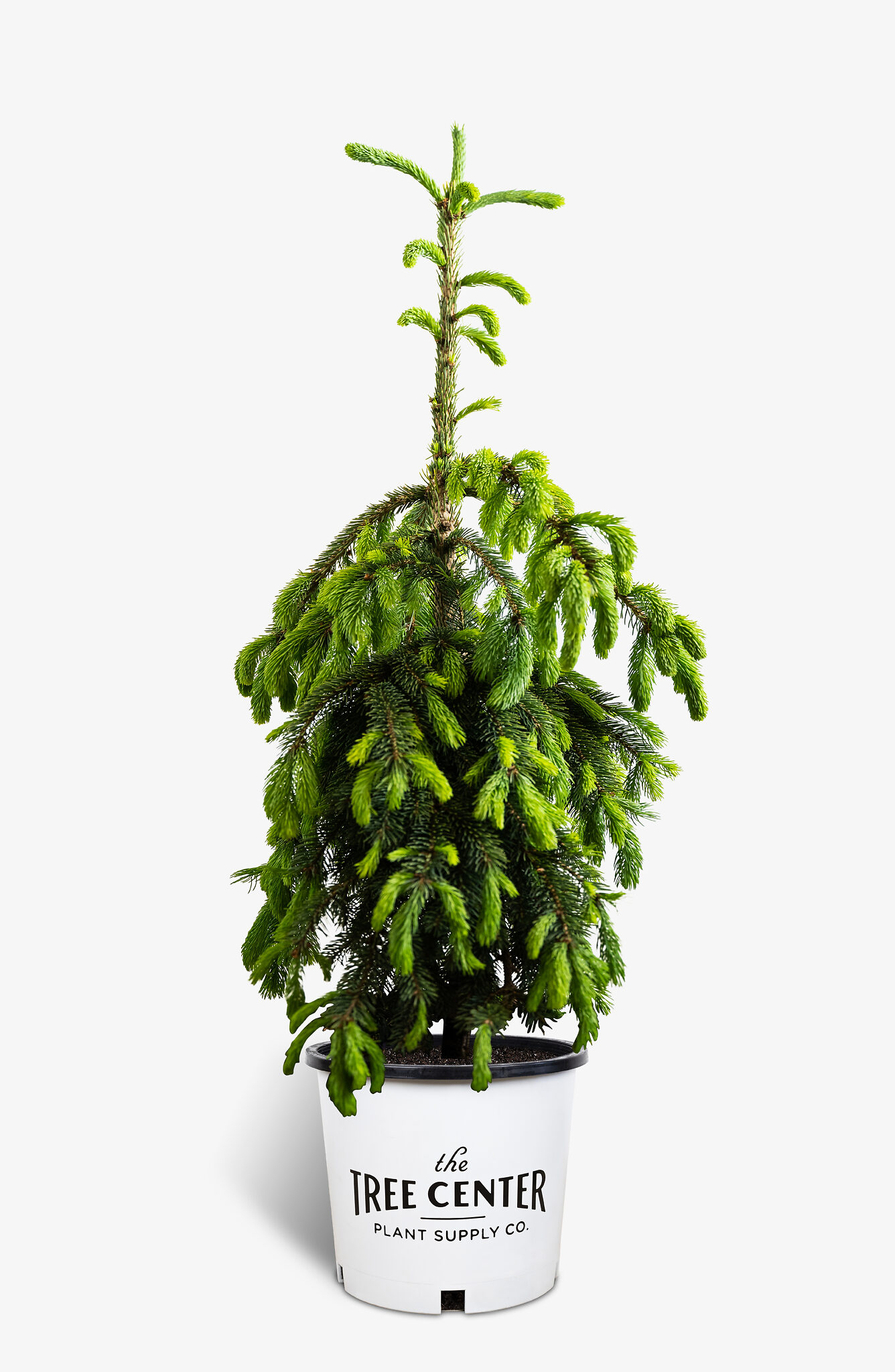 Weeping White Spruce Trees For Sale Online The Tree Center