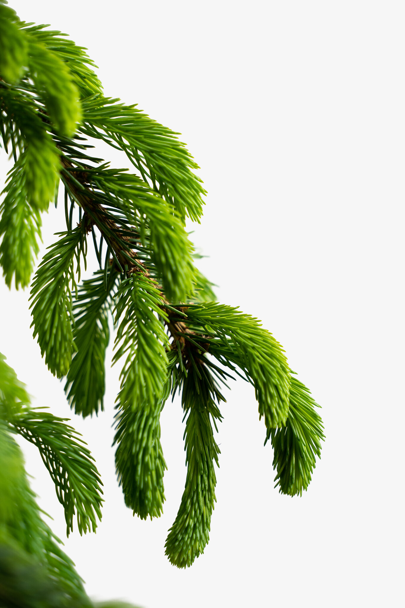 Weeping White Spruce Trees For Sale Online The Tree Center