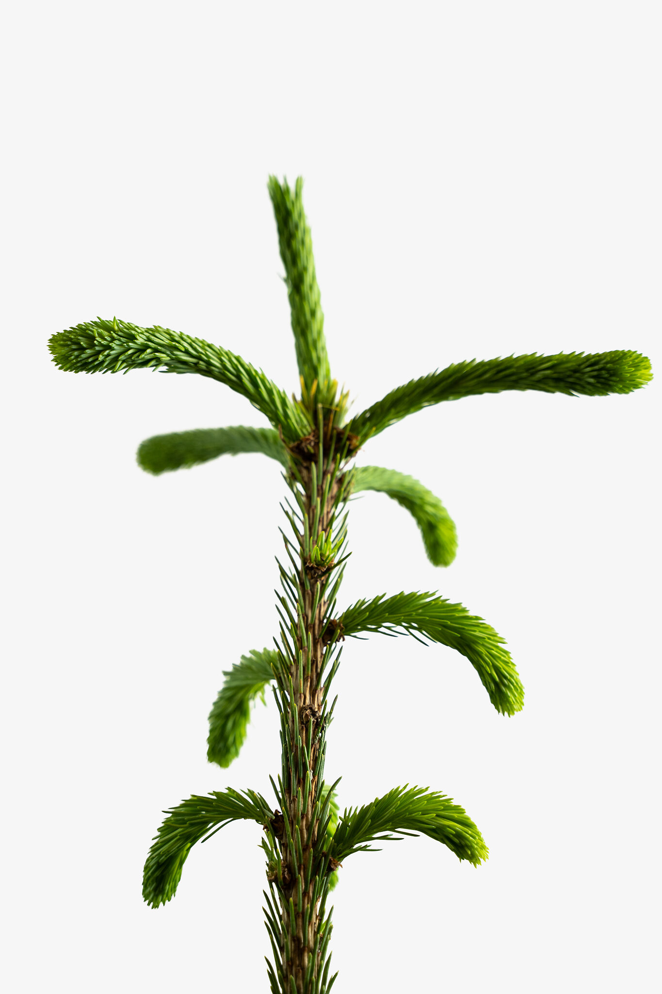Weeping White Spruce Trees For Sale Online The Tree Center