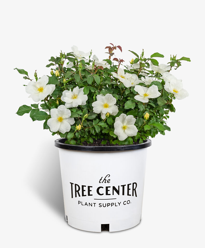 White Out Roses For Sale Online The Tree Center