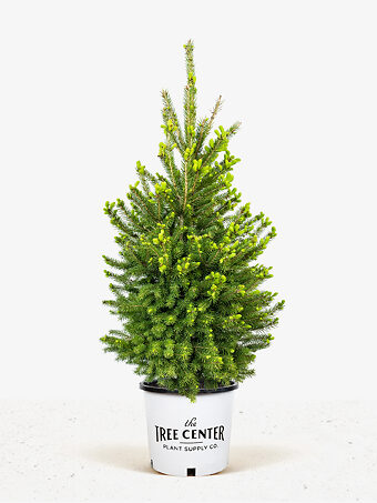 White Spruce