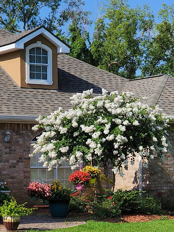 Acoma Crape Myrtle Tree