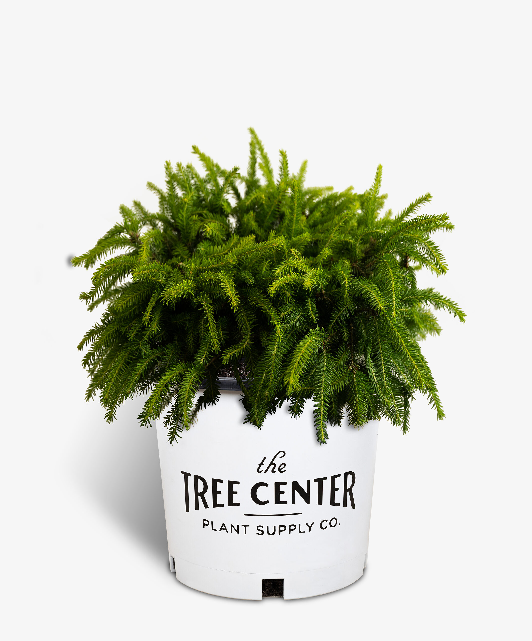 Bird's Nest Spruce For Sale The Tree Center