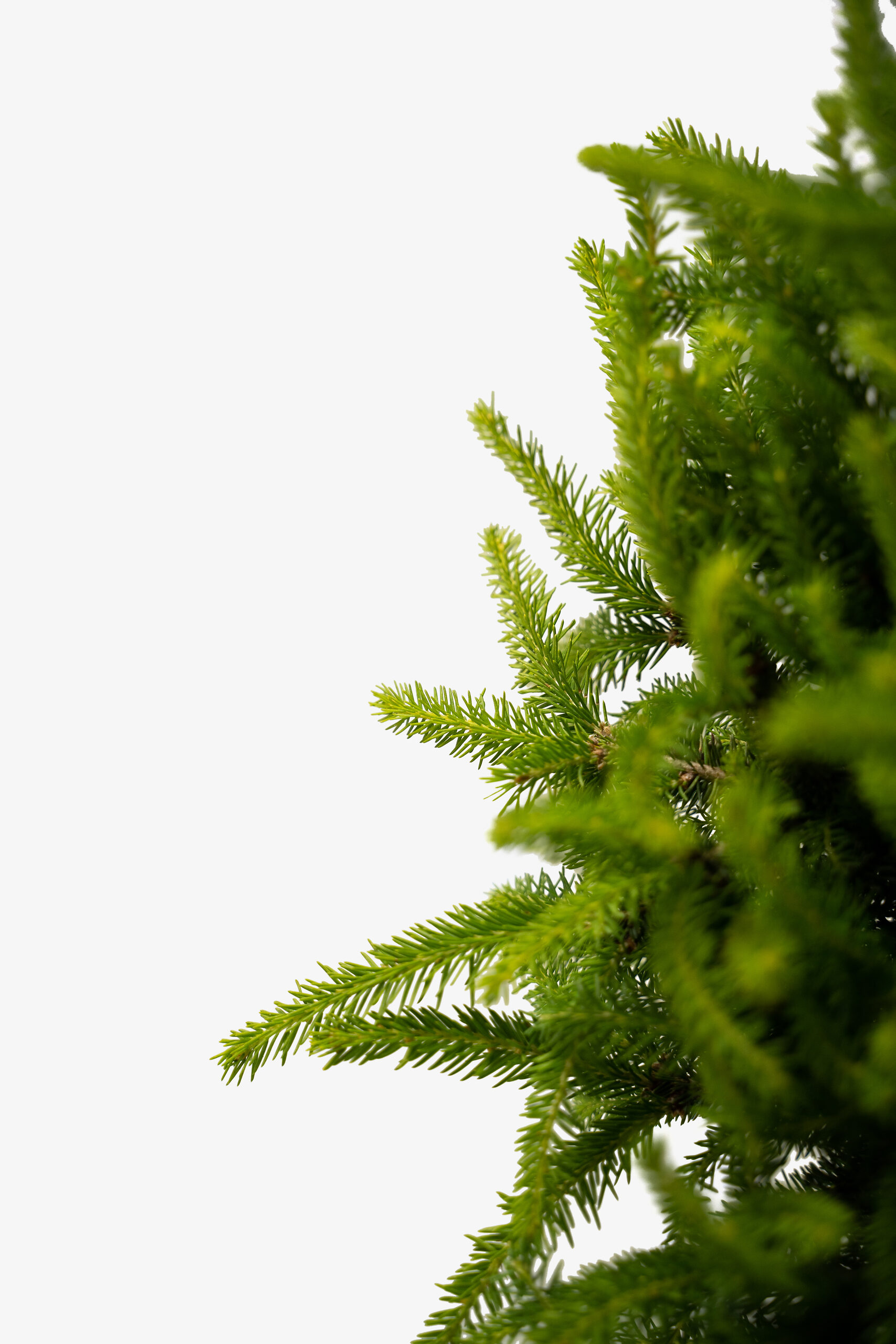 Bird's Nest Spruce For Sale The Tree Center