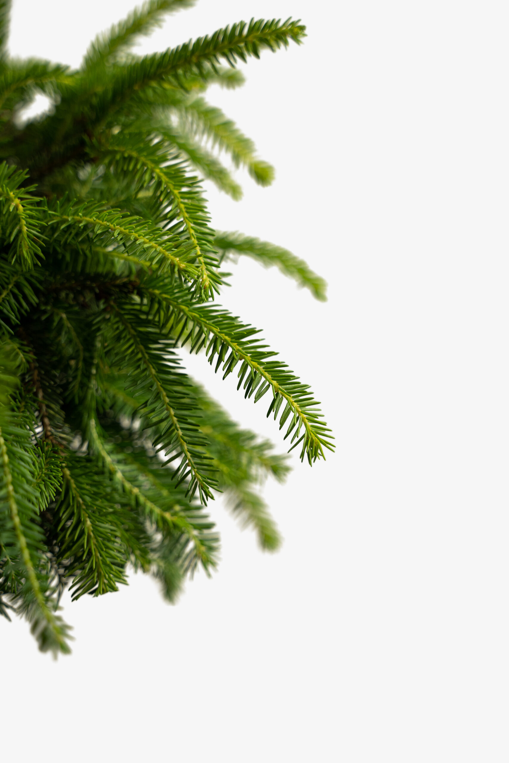 Bird's Nest Spruce For Sale The Tree Center