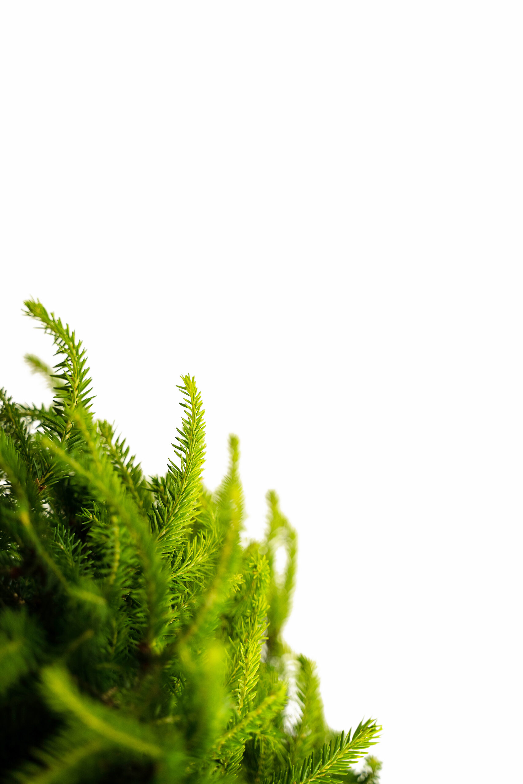 Bird's Nest Spruce For Sale The Tree Center