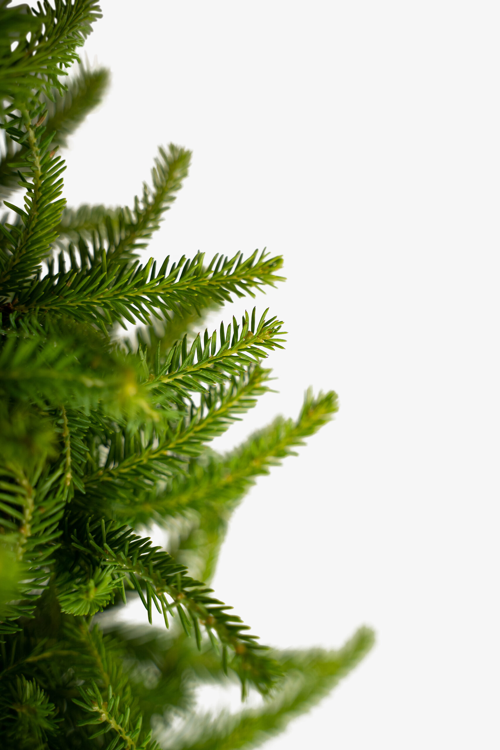 Bird's Nest Spruce For Sale The Tree Center