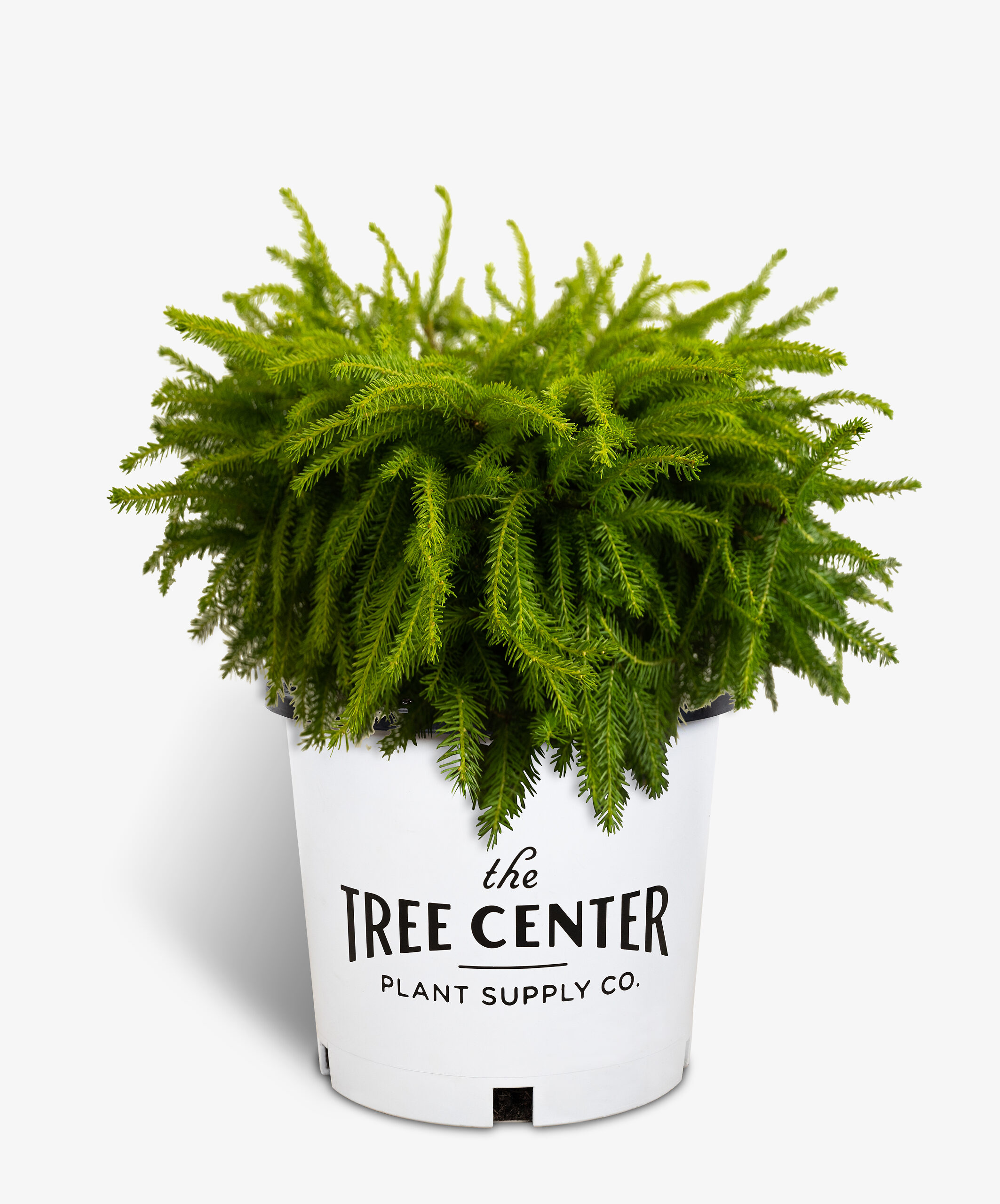 Bird's Nest Spruce For Sale The Tree Center