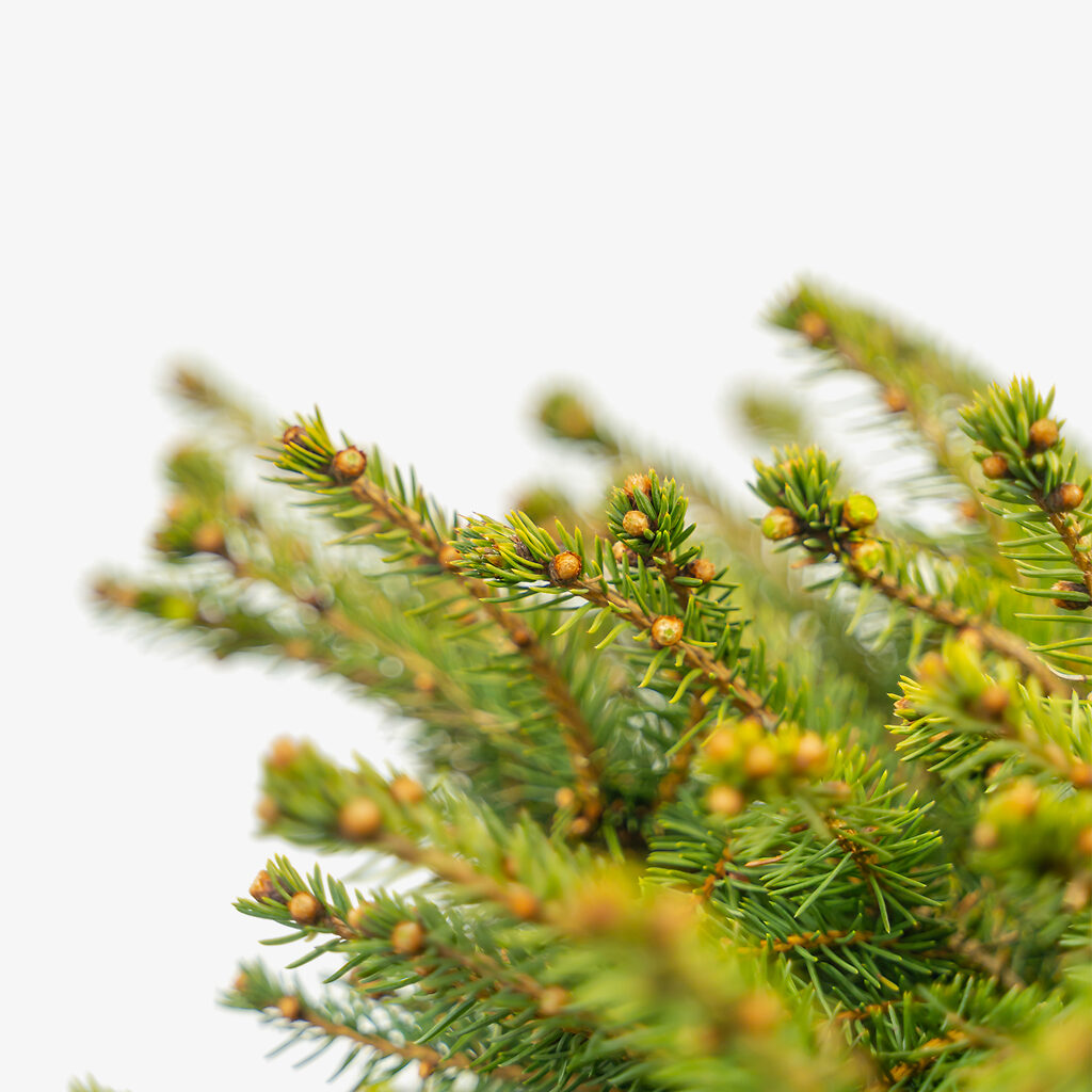Bird's Nest Spruce For Sale The Tree Center