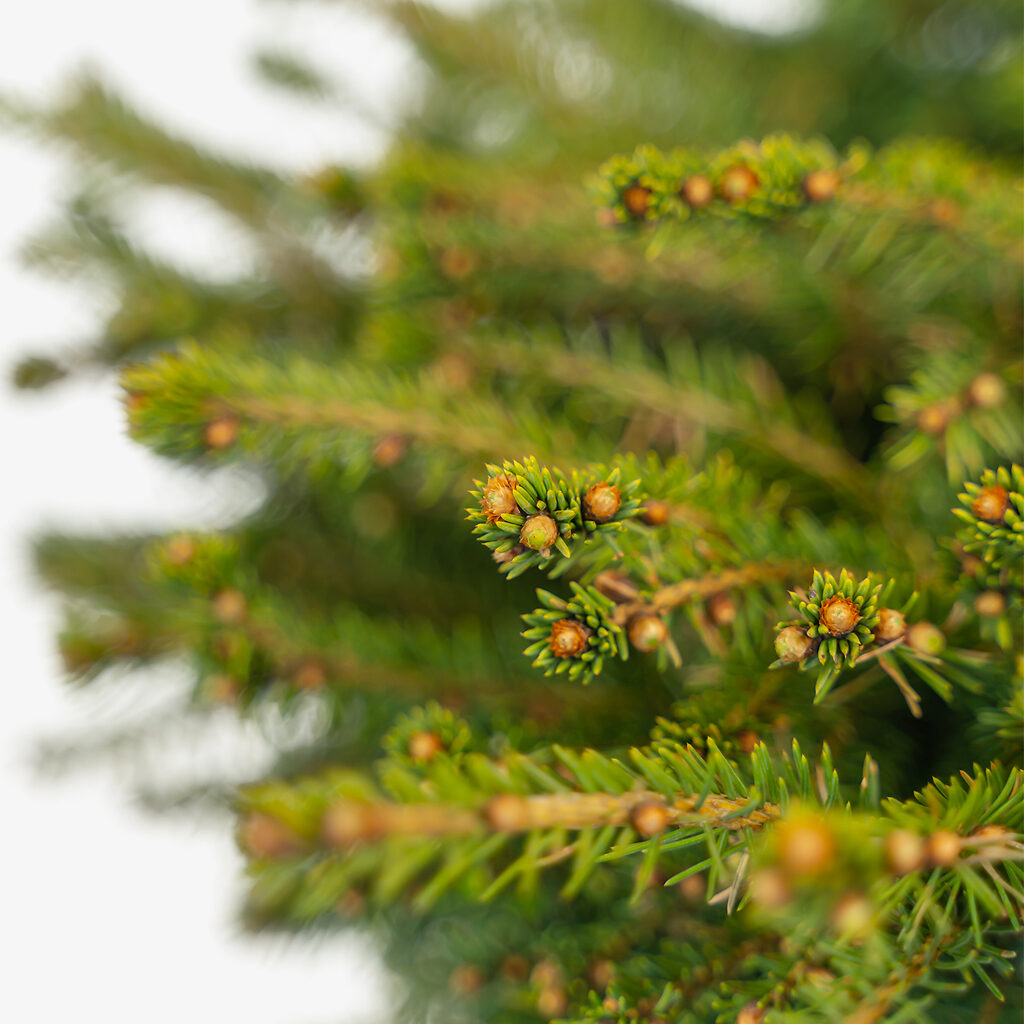Bird's Nest Spruce For Sale The Tree Center