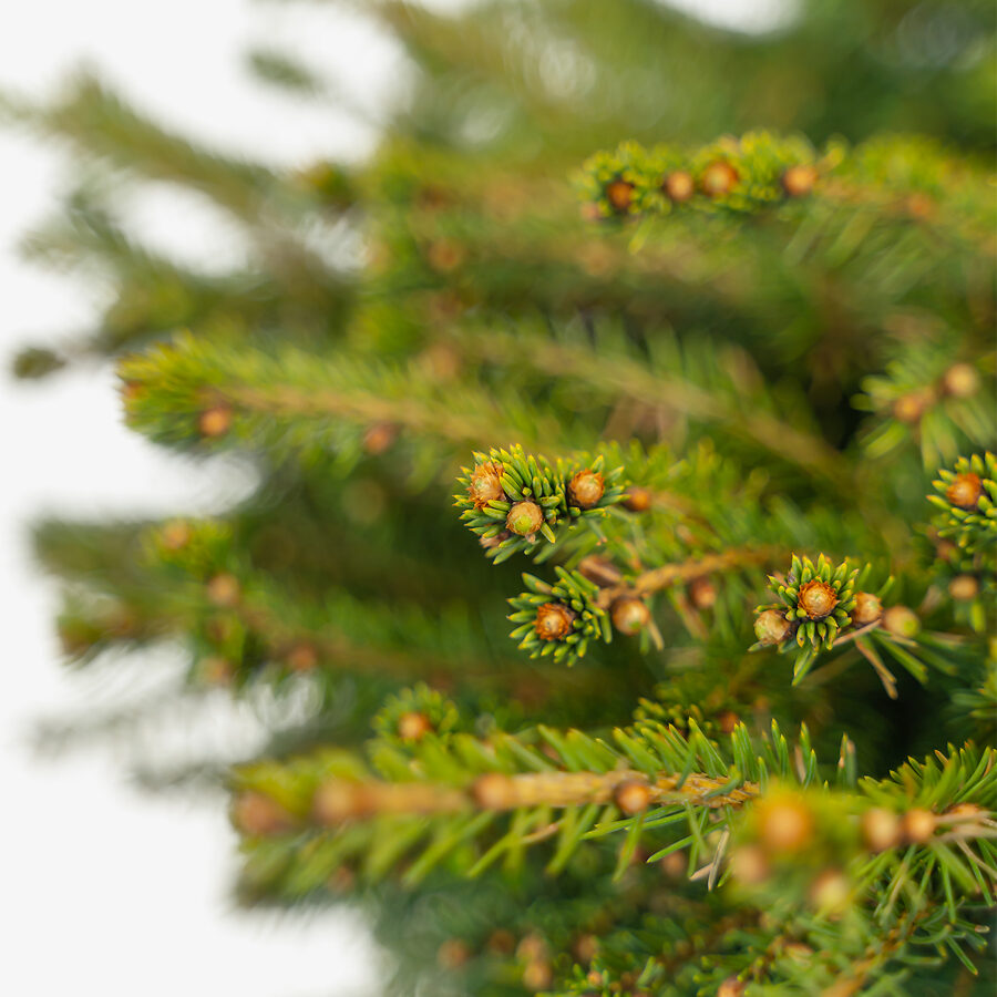Bird's Nest Spruce For Sale The Tree Center