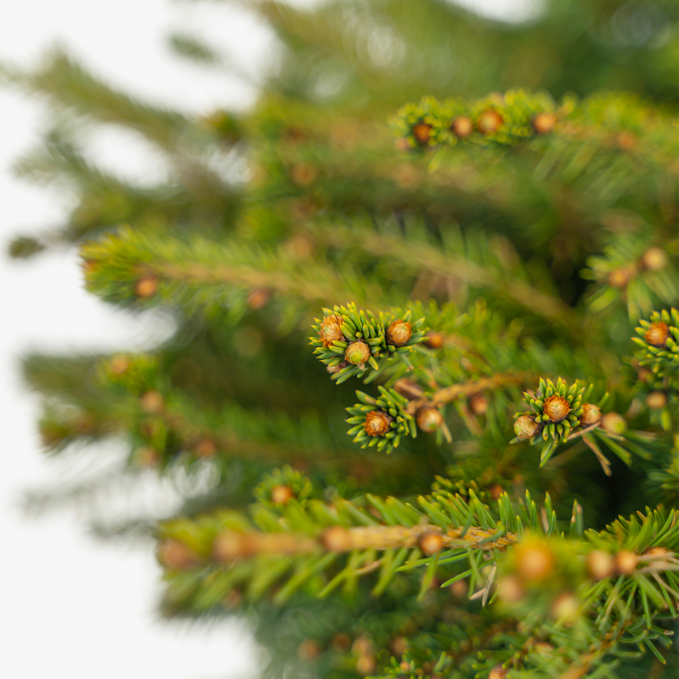 Bird's Nest Spruce For Sale The Tree Center
