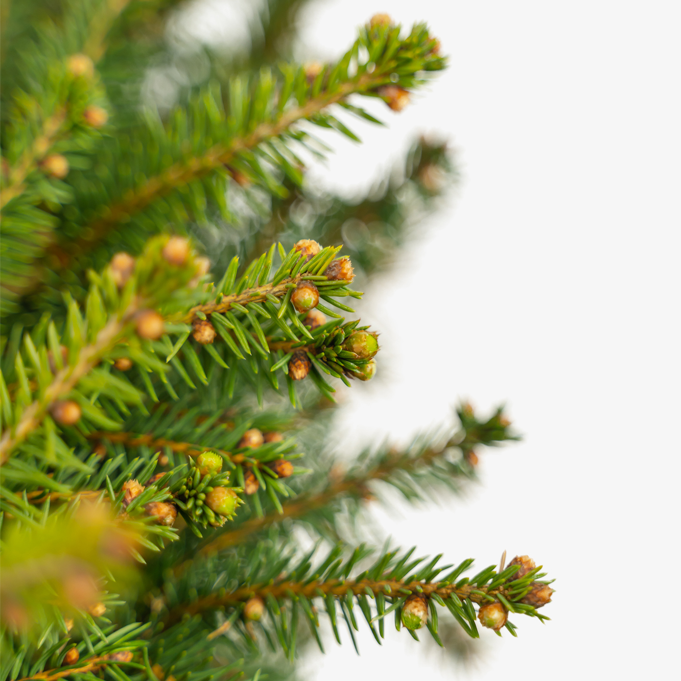 Bird's Nest Spruce For Sale The Tree Center