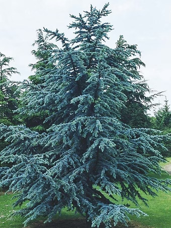 Blue Atlas Cedar
