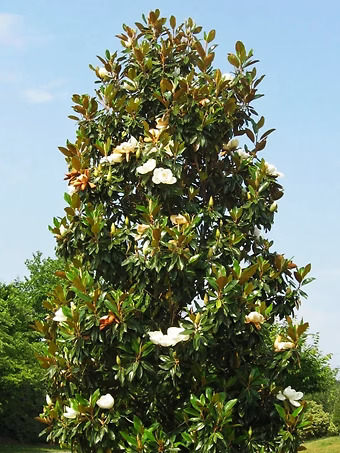 Brackens Brown Beauty Magnolia