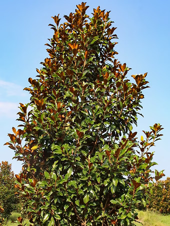 Brackens Brown Beauty Magnolia