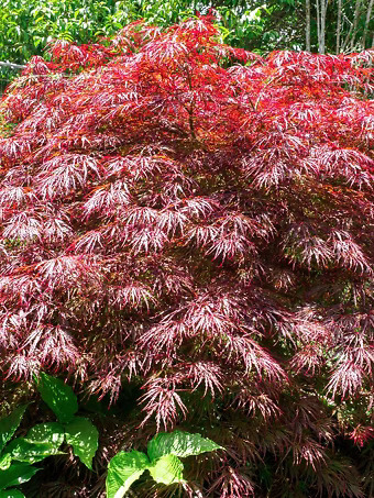 Crimson Queen Japanese Maple