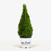 Dwarf Alberta Spruce For Sale Online | The Tree Center