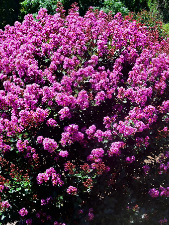 Enduring™ Lavender Crape Myrtle