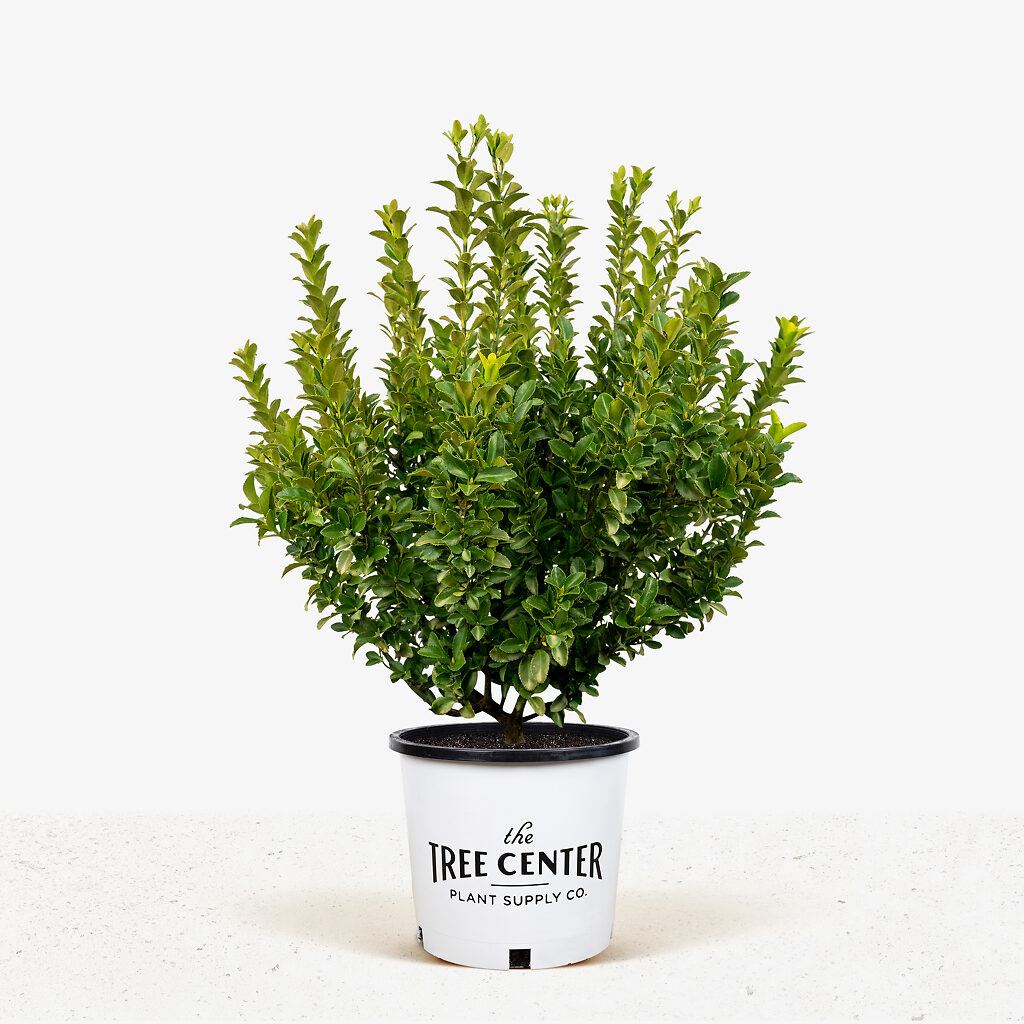 Green Spire Euonymus For Sale Online The Tree Center