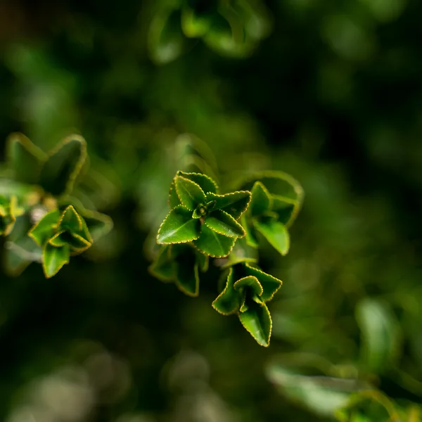 Green Spire Euonymus For Sale Online | The Tree Center