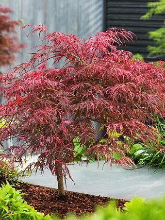 Inaba Shidare Japanese Maple