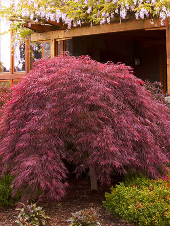 Crimson Queen Japanese Maple